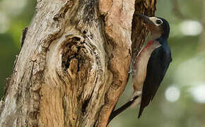 Puerto Rican Woodpecker