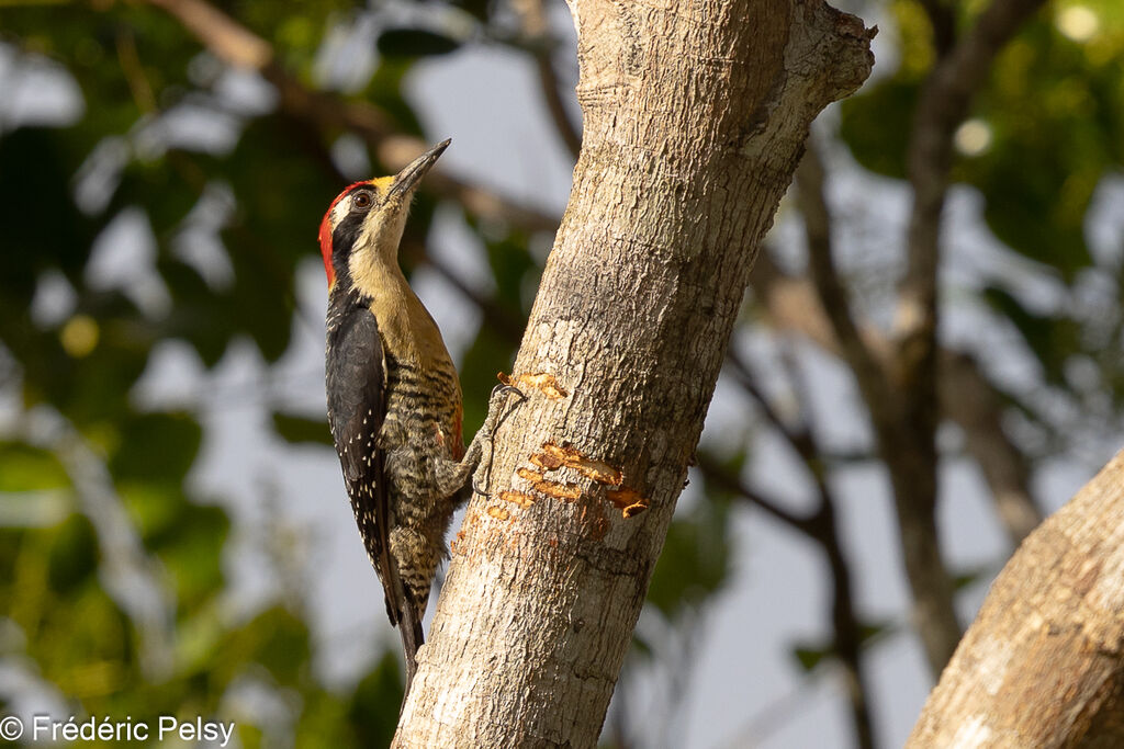 Black-cheeked Woodpecker