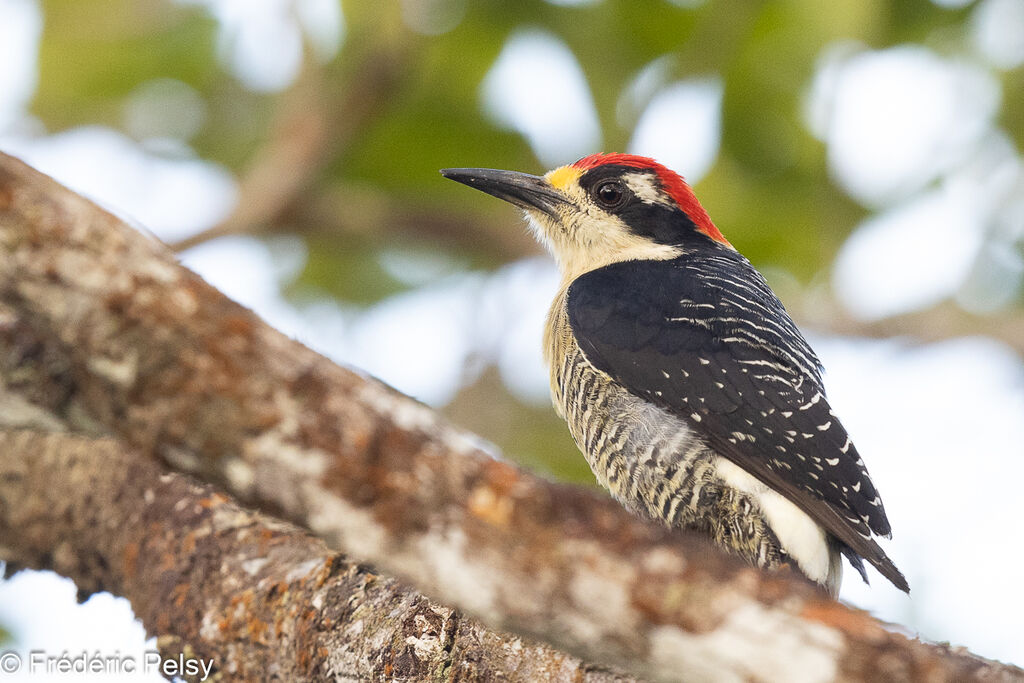 Black-cheeked Woodpecker