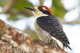 Black-cheeked Woodpecker