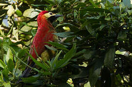 Crimson-mantled Woodpecker