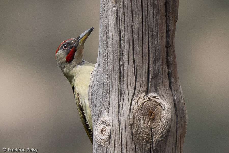 Iberian Green Woodpecker