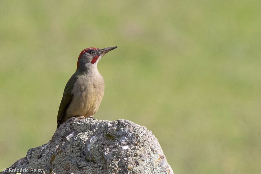 Iberian Green Woodpecker