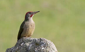 Iberian Green Woodpecker