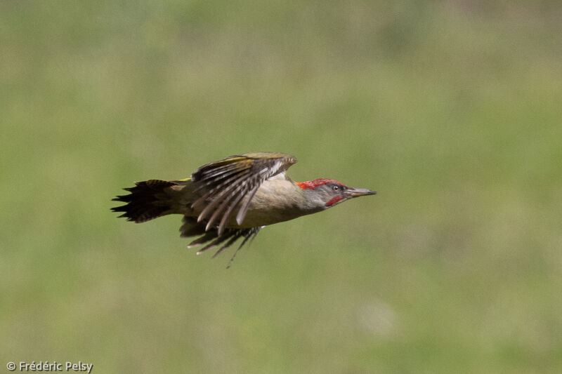 Iberian Green Woodpecker, Flight