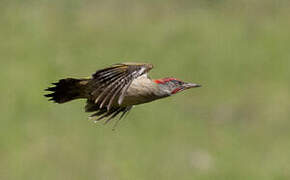 Iberian Green Woodpecker