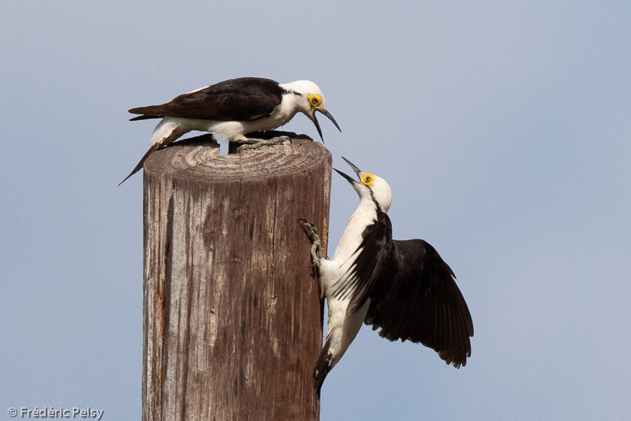 White Woodpecker