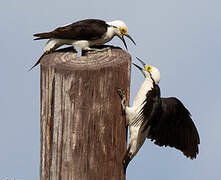 White Woodpecker