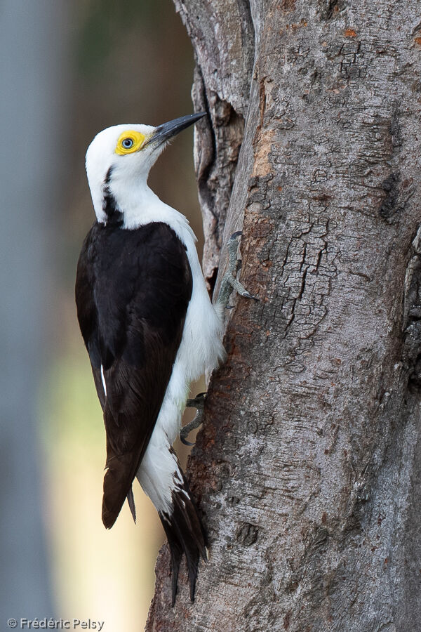 White Woodpecker