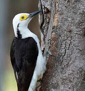 White Woodpecker