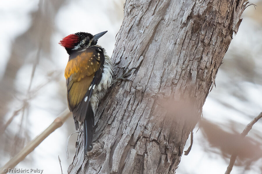 Black-rumped Flameback