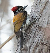 Black-rumped Flameback