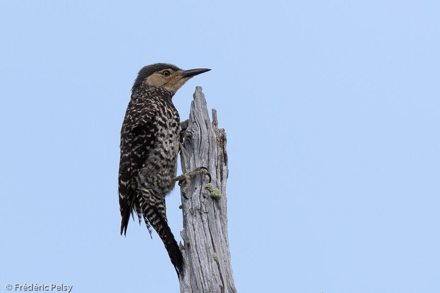 Chilean Flickeradult