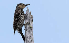 Chilean Flicker