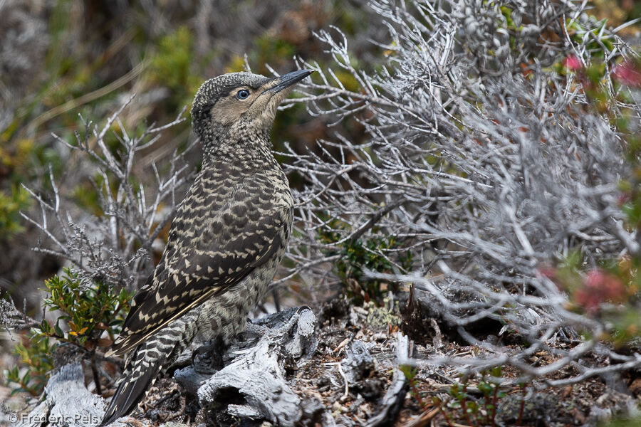 Chilean Flickerjuvenile