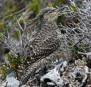 Chilean Flicker