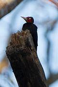 Sooty Woodpecker