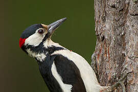 Great Spotted Woodpecker