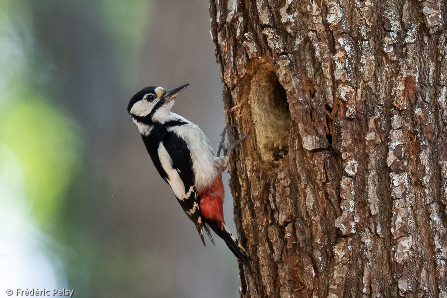 Great Spotted Woodpecker female adult