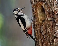 Great Spotted Woodpecker