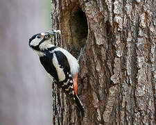 Great Spotted Woodpecker