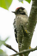 Lesser Spotted Woodpecker