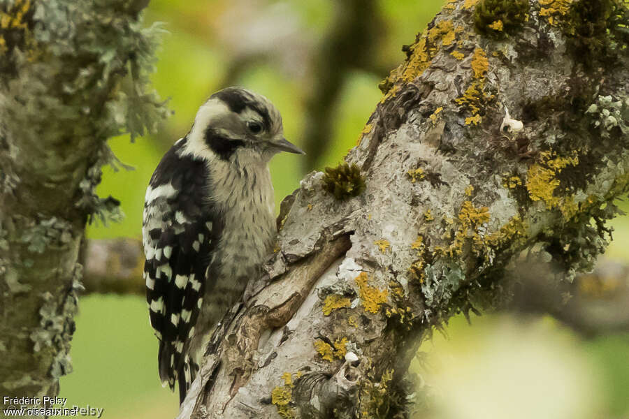 Pic épeichette femelle juvénile, identification