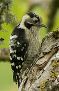 Lesser Spotted Woodpecker