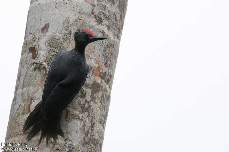 Ashy Woodpecker male immature