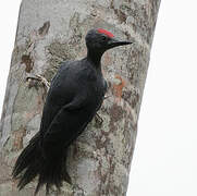 Ashy Woodpecker