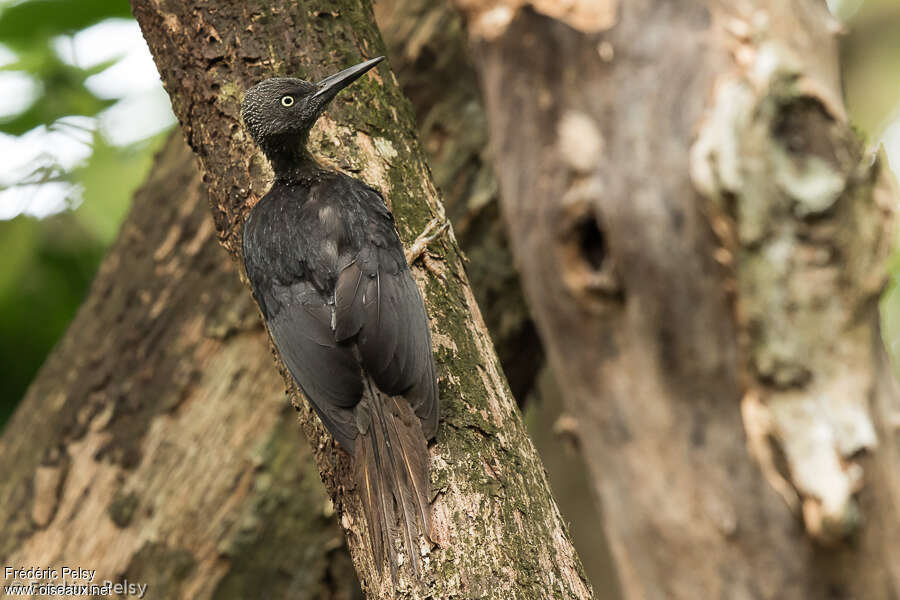 Ashy Woodpecker female