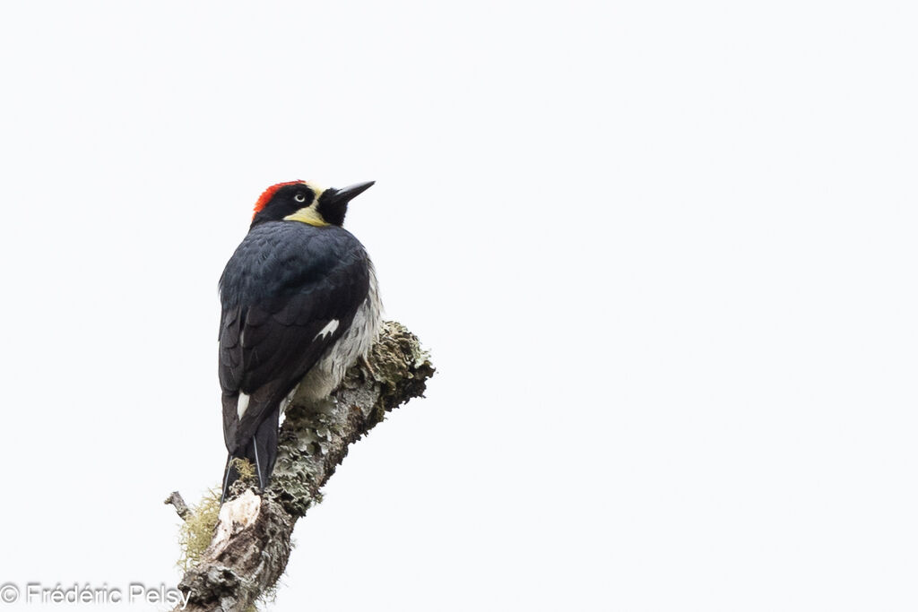 Acorn Woodpecker