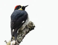 Acorn Woodpecker