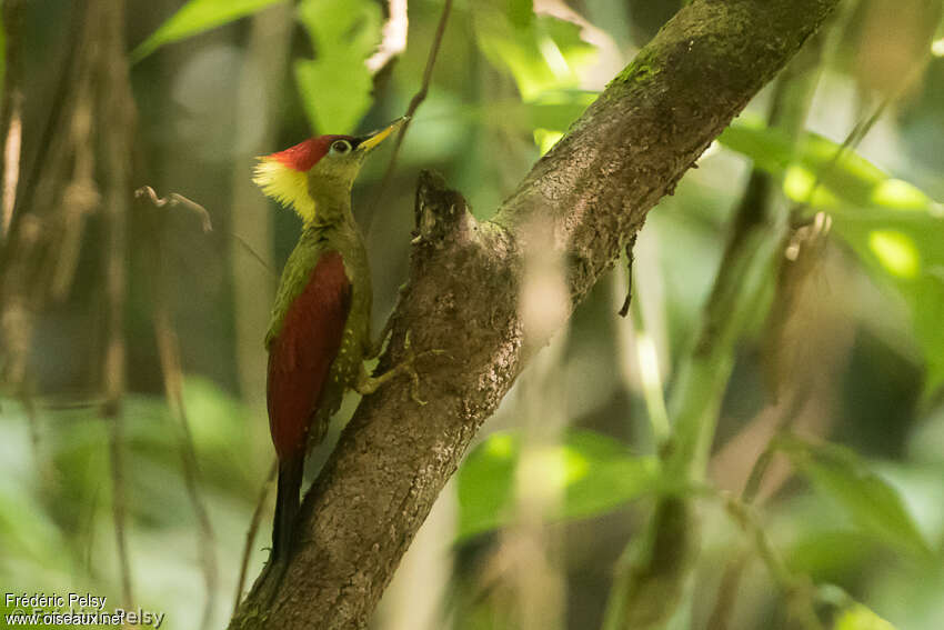 Pic grenadin femelle adulte, identification, composition