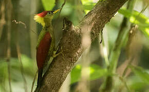 Crimson-winged Woodpecker