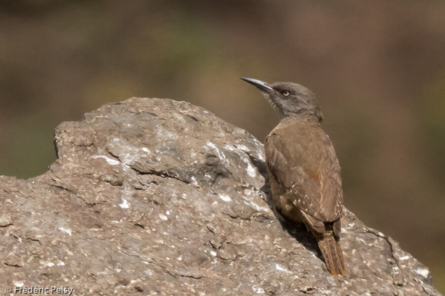 Ground Woodpecker female adult