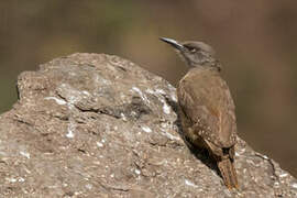 Ground Woodpecker