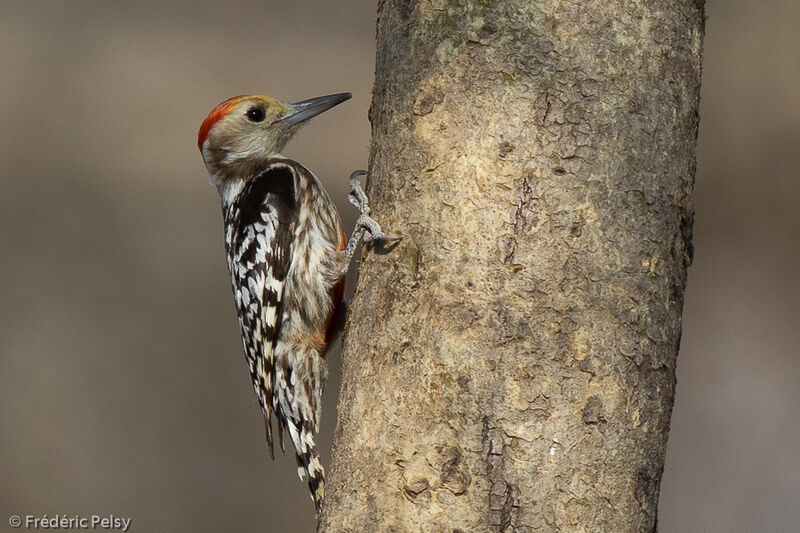 Yellow-crowned Woodpecker male adult