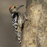 Yellow-crowned Woodpecker