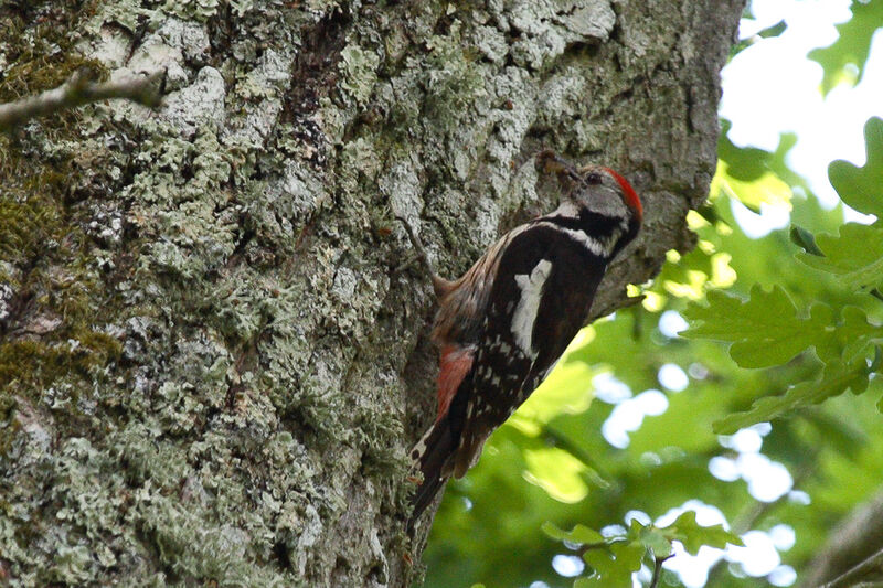 Middle Spotted Woodpecker, eats