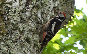 Middle Spotted Woodpecker