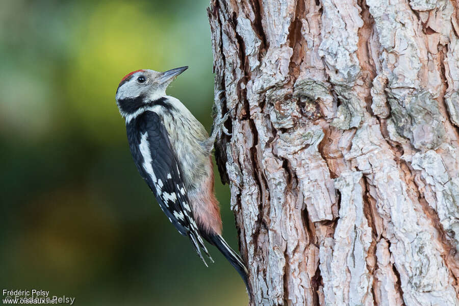 Middle Spotted WoodpeckerFirst year, identification