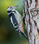 Middle Spotted Woodpecker