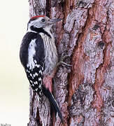 Middle Spotted Woodpecker