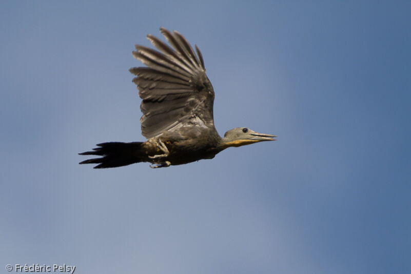 Great Slaty Woodpecker female adult