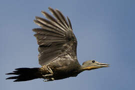 Great Slaty Woodpecker