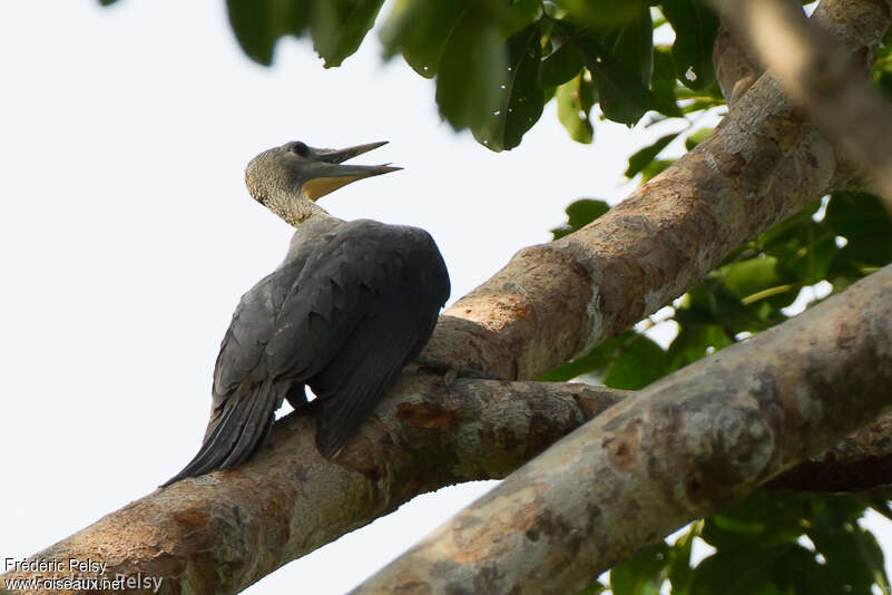 Pic meunier femelle adulte, identification