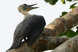 Great Slaty Woodpecker