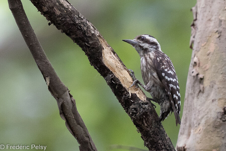 Sunda Pygmy Woodpecker