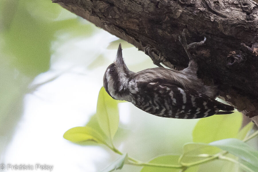 Sunda Pygmy Woodpecker